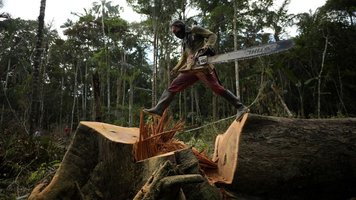 V roce 2021 se v amazonském pralese rekordně odlesňovalo, uvádí studie